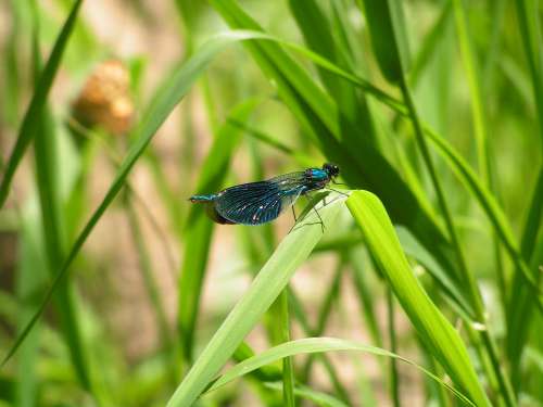 Nature, photos nature, photos insecte, photos libellule, libellule bleue
